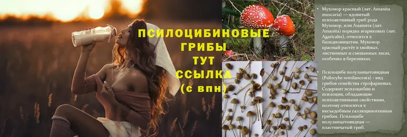 Псилоцибиновые грибы Psilocybe  Махачкала 